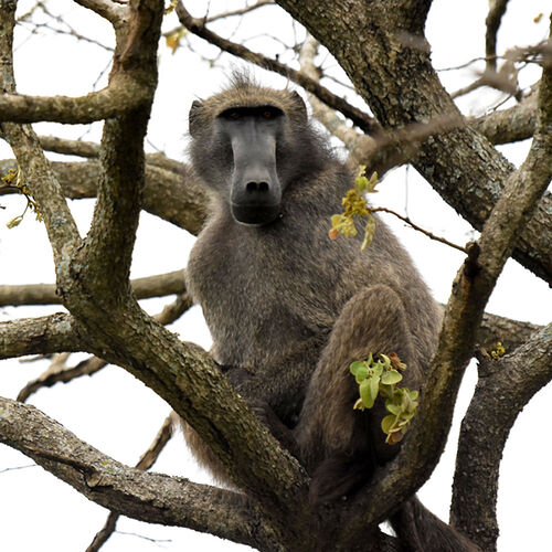 Re: Au paradis ! Compte rendu d'un voyage de 2 petites semaines en Afrique du Sud - L-argonnais Re: Au paradis ! Compte rendu d'un voyage de 2 petites semaines en Afrique du Sud - L-argonnais