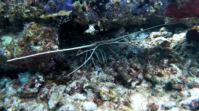 Re: 6 jours au Vilamendhoo en Octobre - Lodham