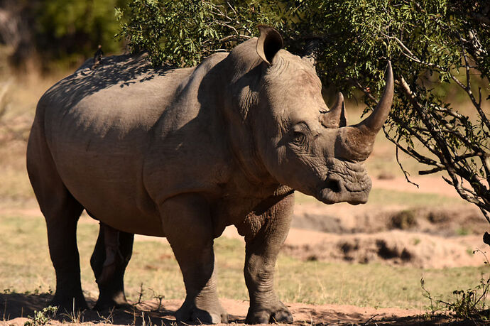 Re: Au paradis ! Compte rendu d'un voyage de 2 petites semaines en Afrique du Sud - L-argonnais Re: Au paradis ! Compte rendu d'un voyage de 2 petites semaines en Afrique du Sud - L-argonnais