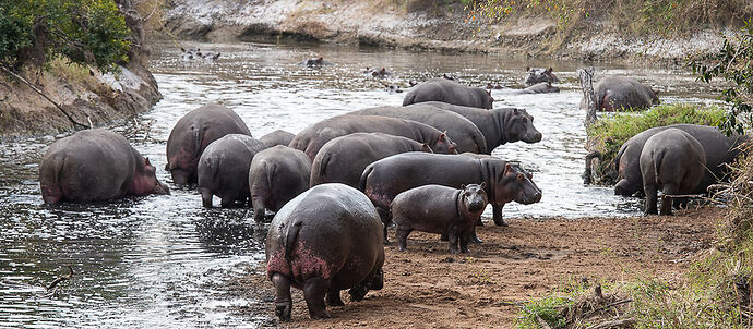 Re: Kenya juillet 2021 un nouveau safari de Samburu au Massai Mara en passant par Meru et Aberdare NP - Karen56