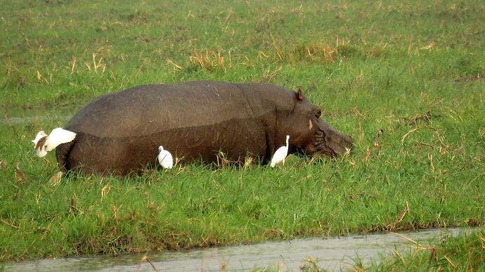 Re: NAMBOTSVIC Namibie- Botswana- Victoria Falls, 3 semaines magiques - PATOUTAILLE