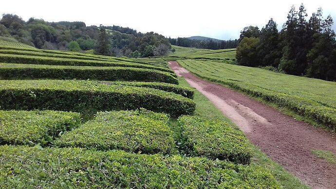 Sao Miguel... Qu'elle est belle! - doume54