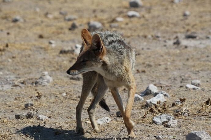 Re: Namibie - 15 jours en octobre 2018 - pascal41lc