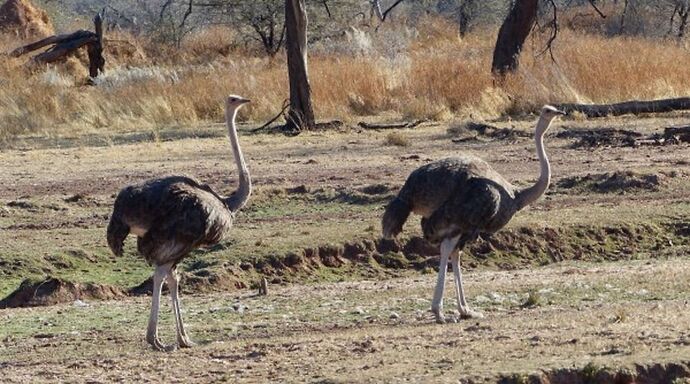 Re: 3 fabuleuses semaines Namibiennes- juillet 2021 - Patbillvoyage