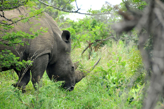 Re: Au paradis ! Compte rendu d'un voyage de 2 petites semaines en Afrique du Sud - L-argonnais Re: Au paradis ! Compte rendu d'un voyage de 2 petites semaines en Afrique du Sud - L-argonnais
