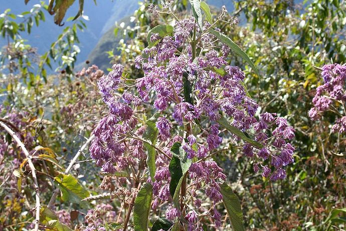 fleurs inconnues - cg863ma