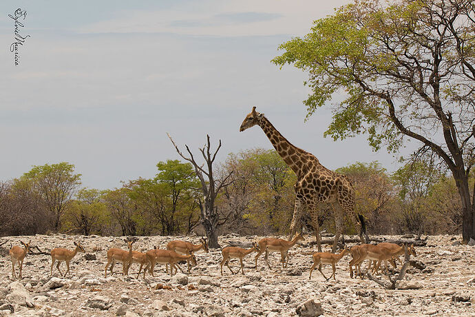 Voyage de 3 semaines en Namibie en oct/nov 2018 - SoleilM