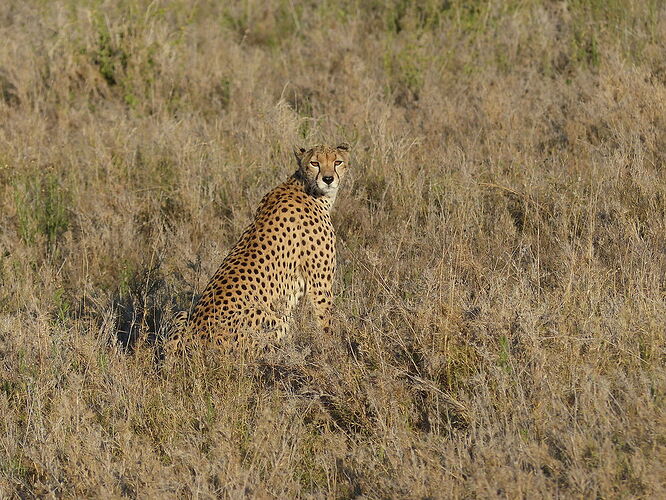 Première famille de lions - 2ème jour dans le Serengeti - fabienne65