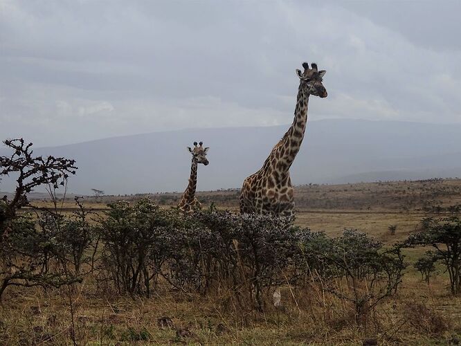 Faire un safari en Tanzanie - MileYasmine