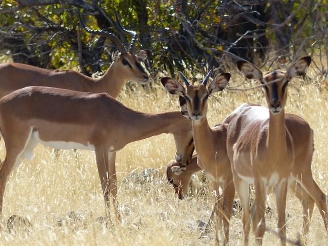 Re: 3 fabuleuses semaines Namibiennes- juillet 2021 - Patbillvoyage