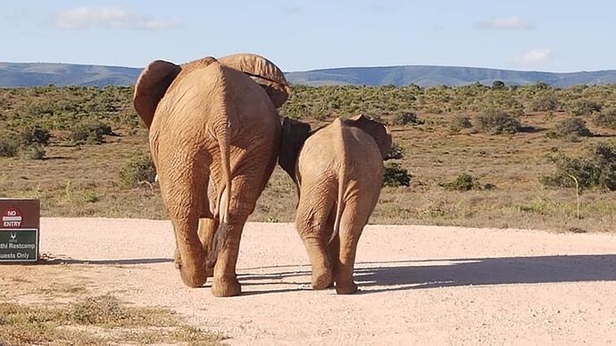 Re: Retour d'Afrique du Sud : de la TABLE aux Eléphants d'ADDO. - Carodelem