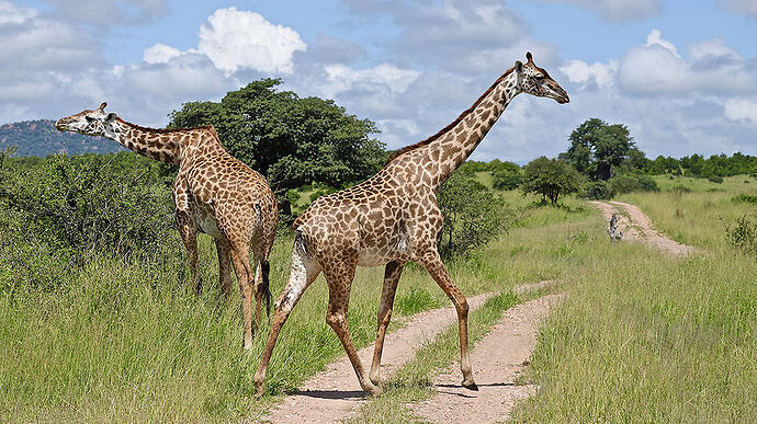 Re: Safari dans le Selous et le Ruaha - puma