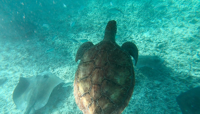 Re: Avis Itinéraire 15 jours au Yucatan  - Olivier-Dambron