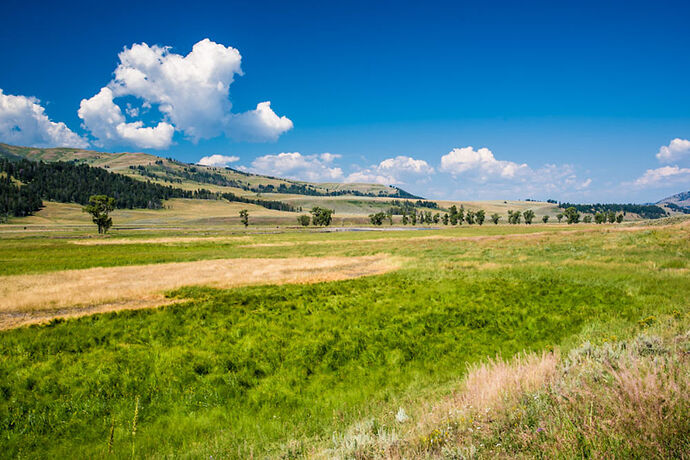 Dimanche 30 Juillet – Lamar Valley – Bear Tooth Hwy - darth