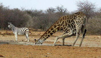 Quand la girafe a soif - PATOUTAILLE