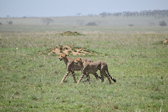 Re: Waltz Tours Safaris en Tanzanie - Laura-Plp