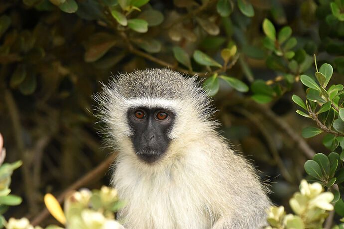 Re: Au paradis ! Compte rendu d'un voyage de 2 petites semaines en Afrique du Sud - L-argonnais Re: Au paradis ! Compte rendu d'un voyage de 2 petites semaines en Afrique du Sud - L-argonnais