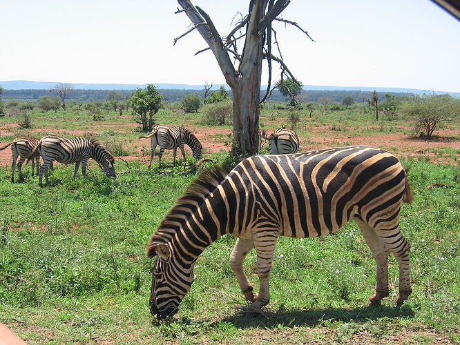 Re: Les vaccins préconisés pour le parc Kruger - ulysse35