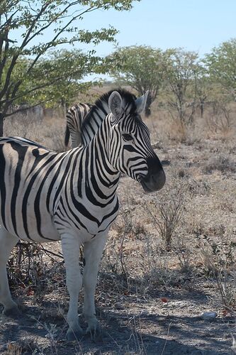 Re: Retour de Namibie fin mai début juin avec 2 loustics de 2 et 5 ans  - adefab