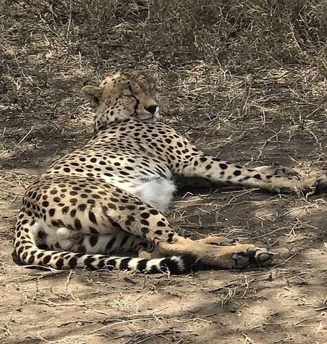 Retour de mon Safari en Tanzanie avec Philipo Kimgoni oni - Catherine-Serafim