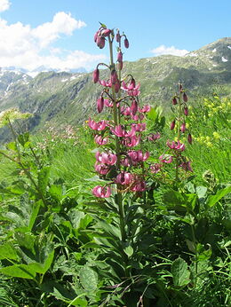 Retour d'une semaine dans l'Oberland bernois - manue25