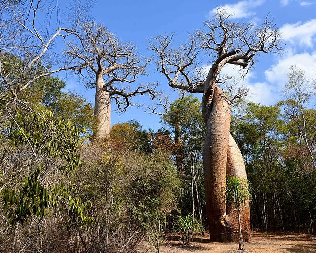 23 jours à Madagascar: Tana, les baobabs, les tsingy, Andasibe, Les Pangalanes, St Marie, Antsirabe - Lezard26 23 jours à Madagascar: Tana, les baobabs, les tsingy, Andasibe, Les Pangalanes, St Marie, Antsirabe - Lezard26
