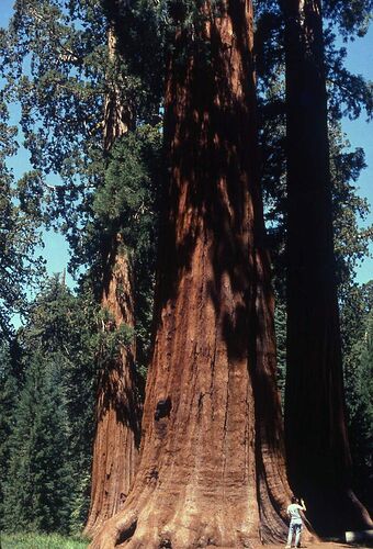 Re: Combien de jours nous conseillez-vous de passer à Sequoias national park ? - yensabai