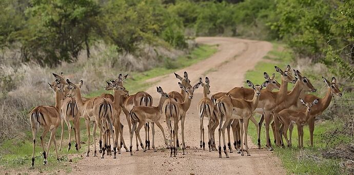 A Sélous & Ruaha, pour le plaisir . - puma