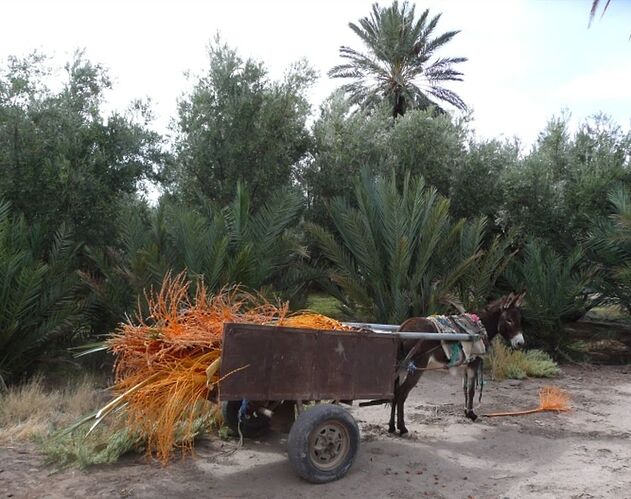 Re: Montagnes, oasis, kasbahs du Maroc  - mimidada