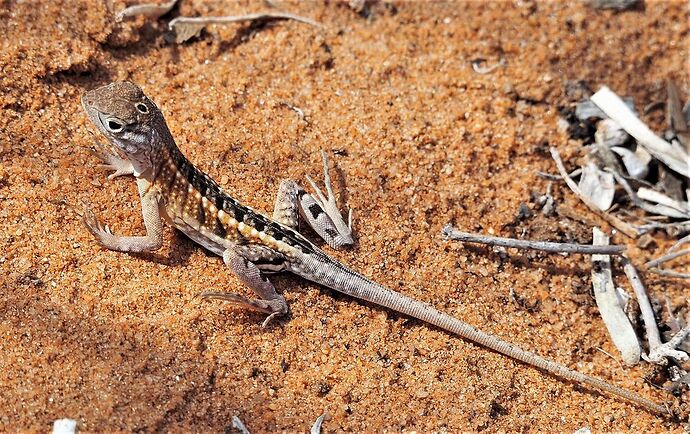 4 semai,es en 4x4 à Madagascar - PIHIEN