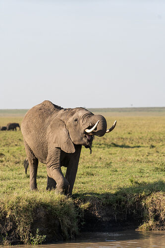 Re: Parenthèse enchantée au Masaï Mara chez Melting Pot Safaris - Mattsupertramp