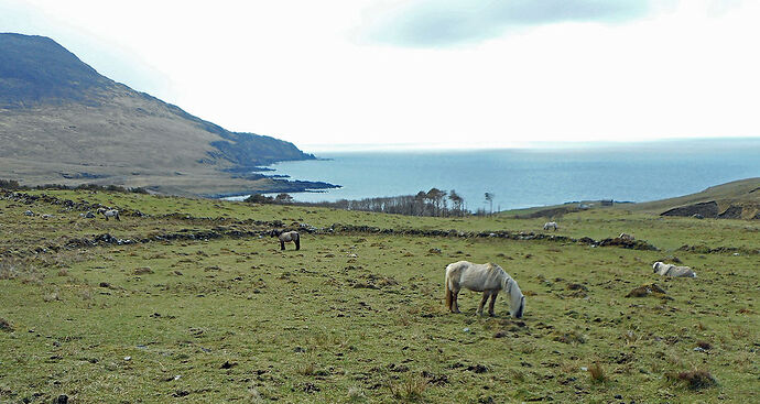 Poneys et baie de Harris - calamity jane