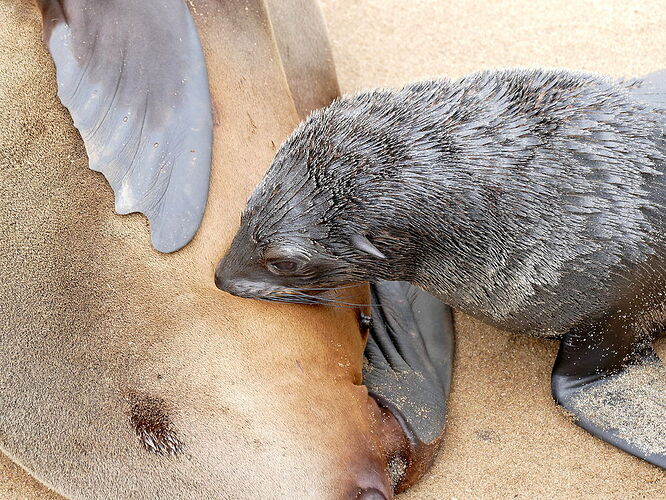 Otaries à fourrure - Madikéra