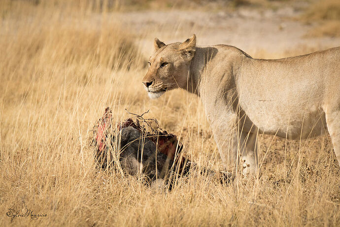 Voyage de 3 semaines en Namibie en oct/nov 2018 - SoleilM