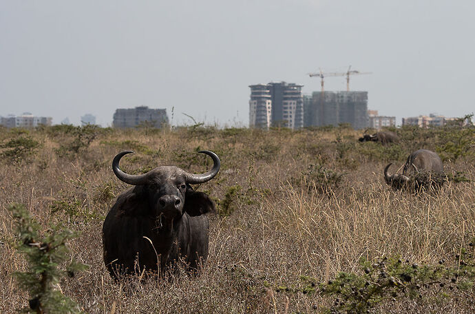 Re: Kenya juillet 2021 un nouveau safari de Samburu au Massai Mara en passant par Meru et Aberdare NP - Karen56