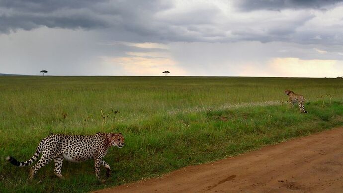 Re: Au coeur du Kenya ; le Kenya dans le coeur - Jmarc71