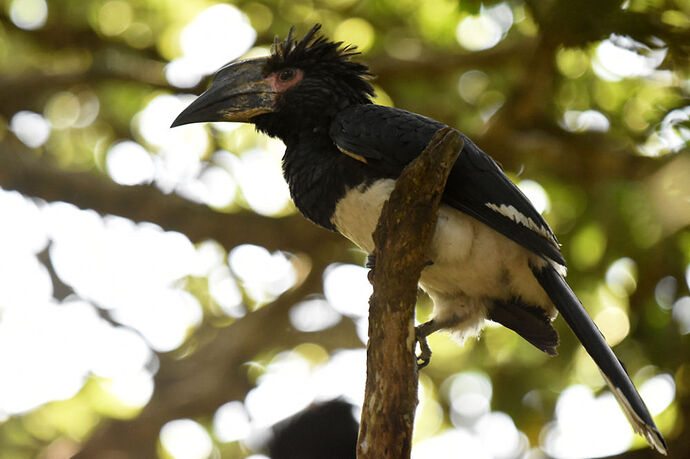 Re: Au paradis ! Compte rendu d'un voyage de 2 petites semaines en Afrique du Sud - L-argonnais Re: Au paradis ! Compte rendu d'un voyage de 2 petites semaines en Afrique du Sud - L-argonnais