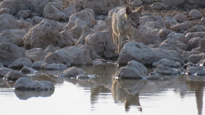 Re: NAMBOTSVIC Namibie- Botswana- Victoria Falls, 3 semaines magiques - PATOUTAILLE