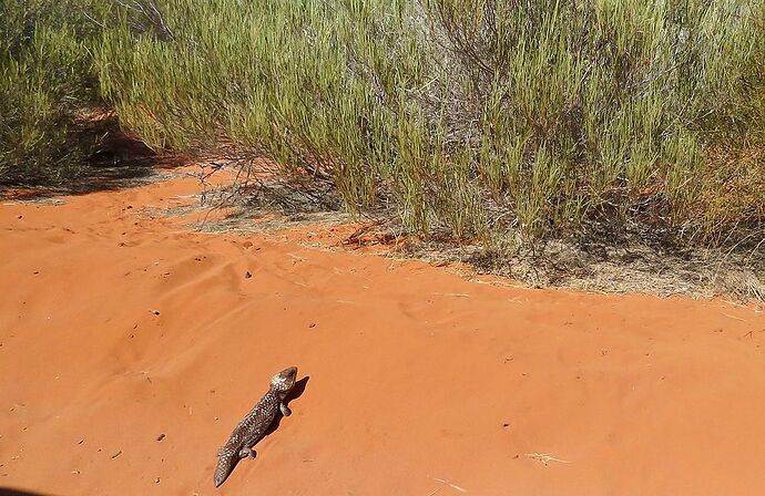 Re: Australie 2017, Côte Ouest de Broome à Perth - PATOUTAILLE