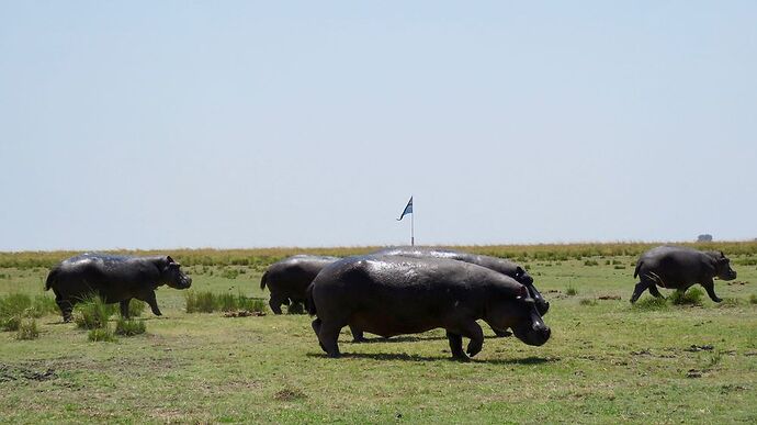 Re: NAMBOTSVIC Namibie- Botswana- Victoria Falls, 3 semaines magiques - PATOUTAILLE