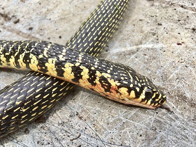 Re: Les serpents en Namibie - PATOUTAILLE