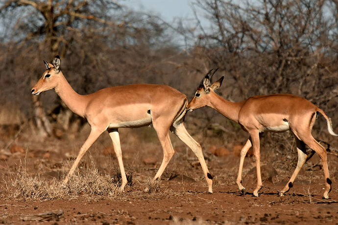 Re: Au paradis ! Compte rendu d'un voyage de 2 petites semaines en Afrique du Sud - L-argonnais