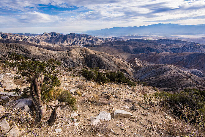 Jeudi 8 mars: Joshua Tree NP - darth