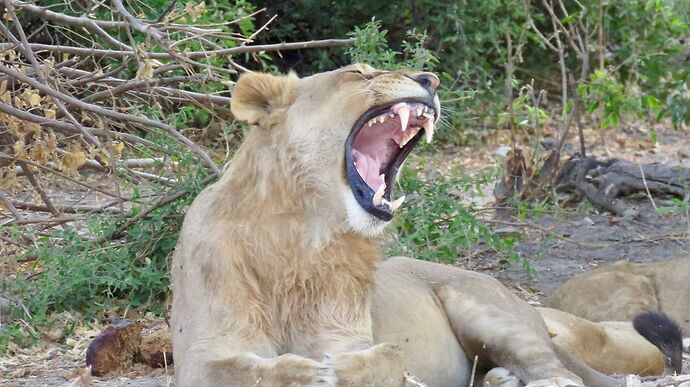 Re: NAMBOTSVIC Namibie- Botswana- Victoria Falls, 3 semaines magiques - PATOUTAILLE