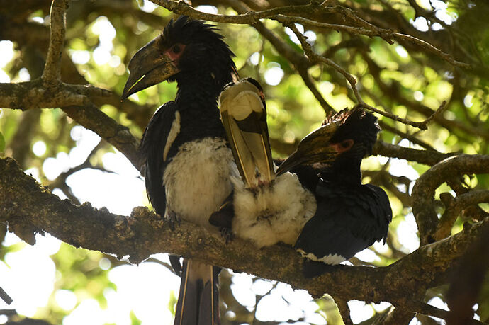 Re: Au paradis ! Compte rendu d'un voyage de 2 petites semaines en Afrique du Sud - L-argonnais Re: Au paradis ! Compte rendu d'un voyage de 2 petites semaines en Afrique du Sud - L-argonnais