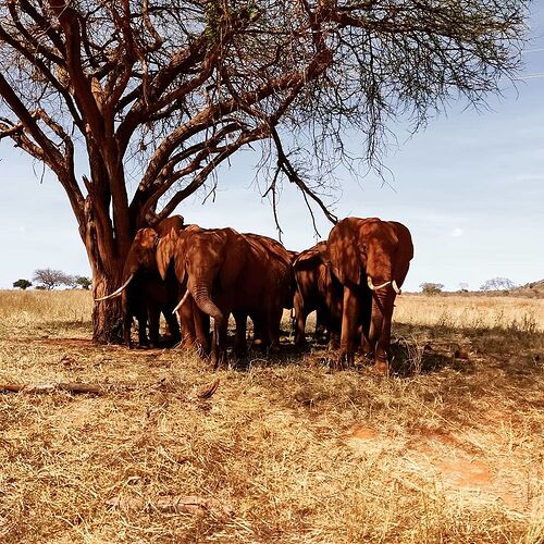 Re: Waltz Tours Safaris au Kenya - clarisse12