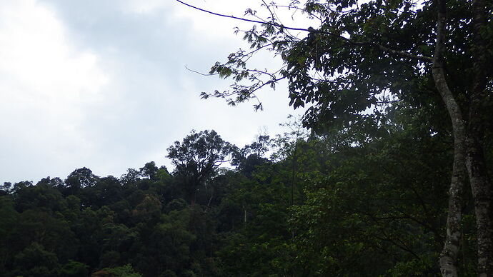 retour trekking Bukit Lawang - chgut