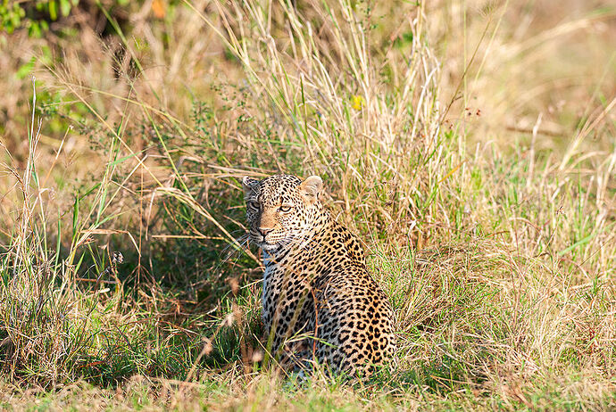 Re: Kenya juillet 2021 un nouveau safari de Samburu au Massai Mara en passant par Meru et Aberdare NP - Karen56