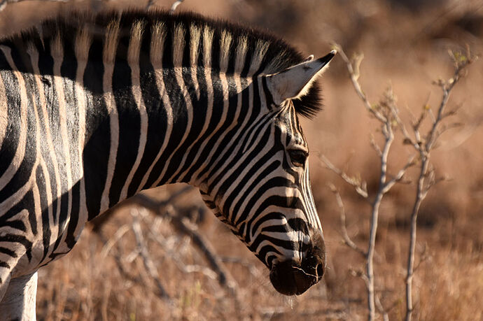 Re: Au paradis ! Compte rendu d'un voyage de 2 petites semaines en Afrique du Sud - L-argonnais