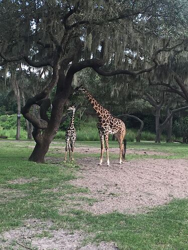 Re: Quel parc choisir à Orlando ? - SushiMaki